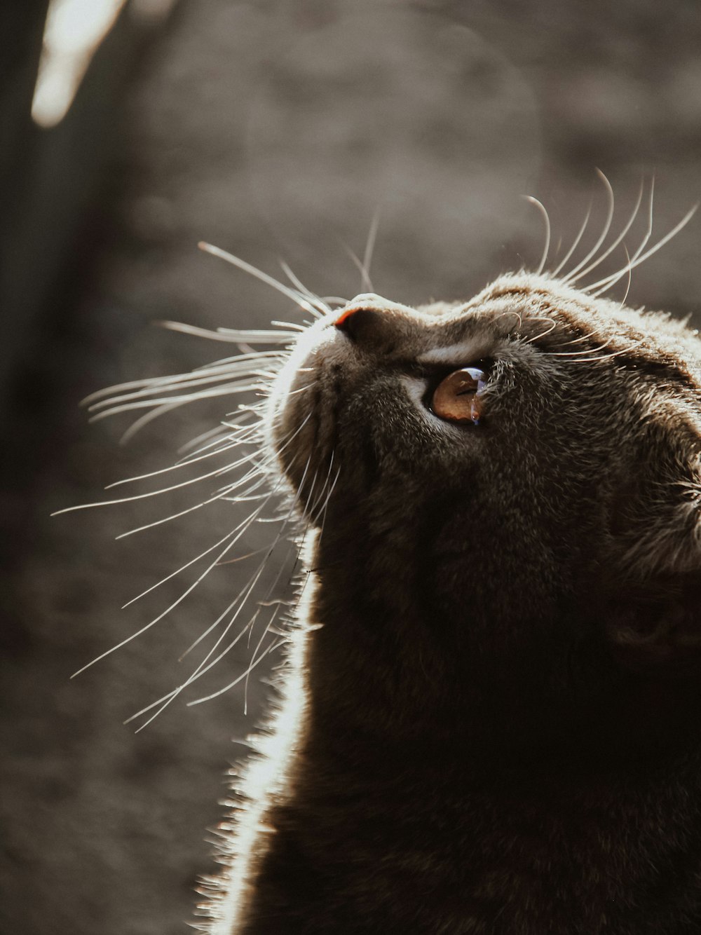 brown tabby cat in close up photography