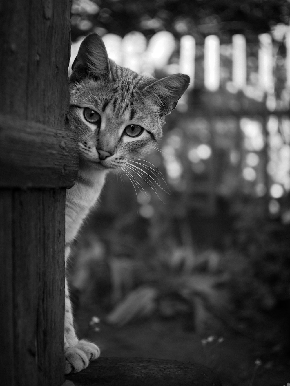 grayscale photo of cat on wooden fence