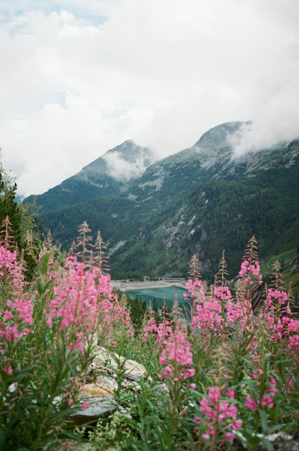 green trees near lake and mountain during daytime