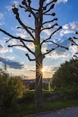 A freshly pruned oak tree standing tall in a sunny suburban yard.