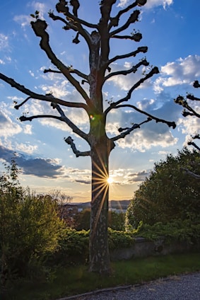 A tall, pruned tree with thick branches stands against a vivid sky. The sun peeks through the branches, creating a starburst effect. There are fluffy clouds scattered across the sky, and the scene is bordered by various bushes and greenery.