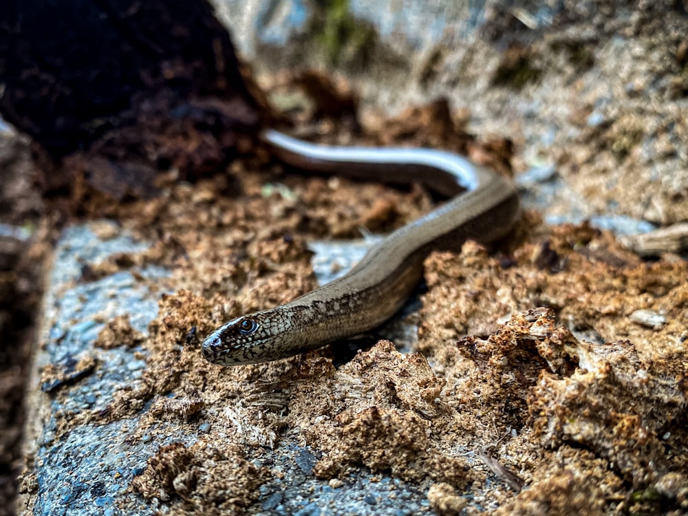 brown and black snake on brown rock