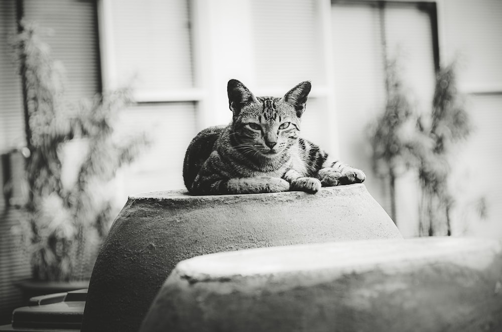 grayscale photo of tabby cat on concrete surface