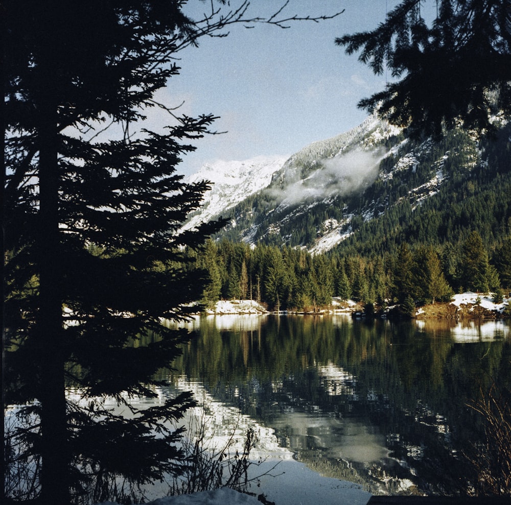 green trees near snow covered mountain during daytime