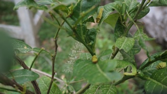 A green plant with leaves is covered with small caterpillars crawling along the branches. The leaves appear to have been nibbled, showing signs of insect activity. A faint spider web can be seen in the background, adding a natural complexity to the scene.