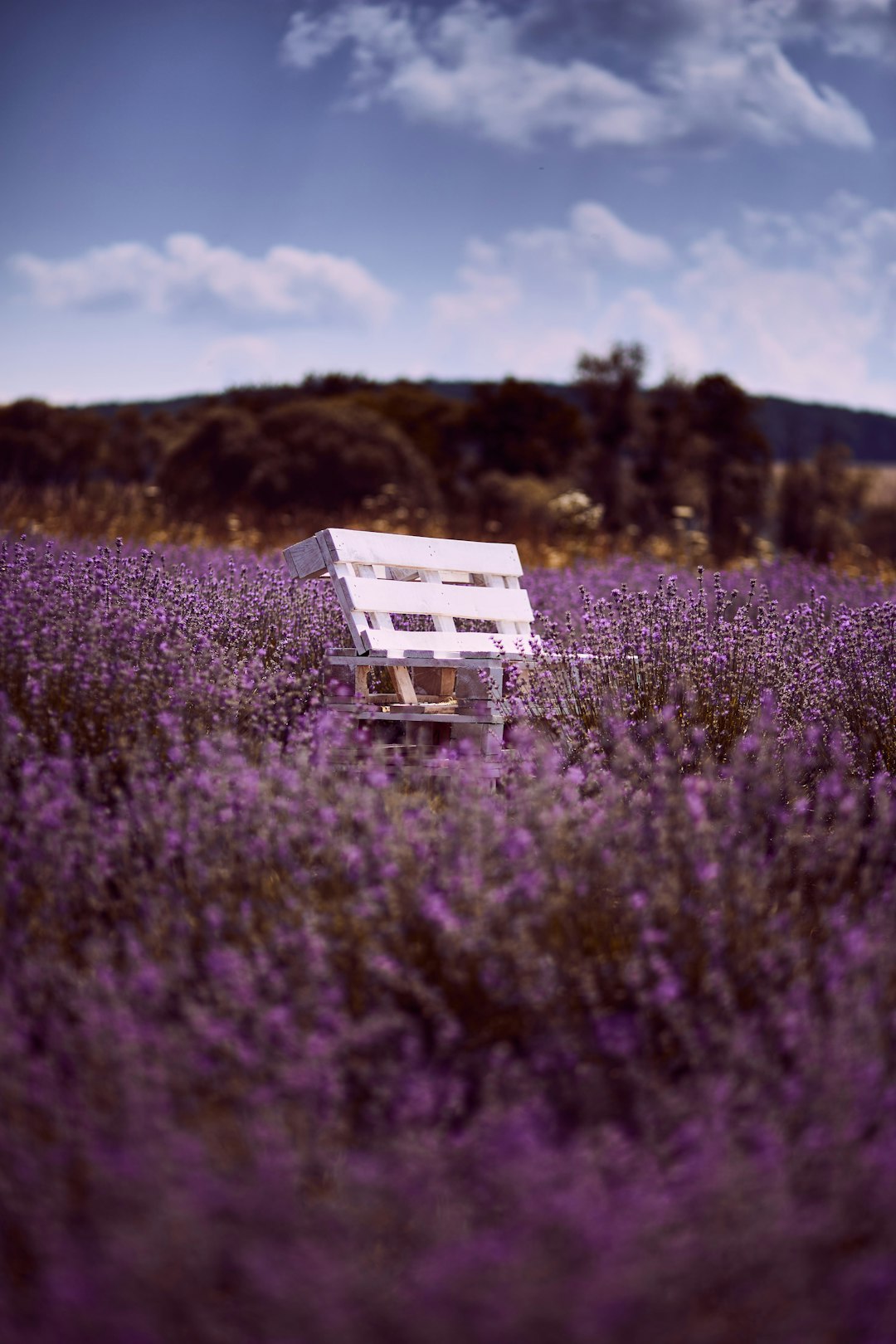 brown wooden bench on green grass field during daytime