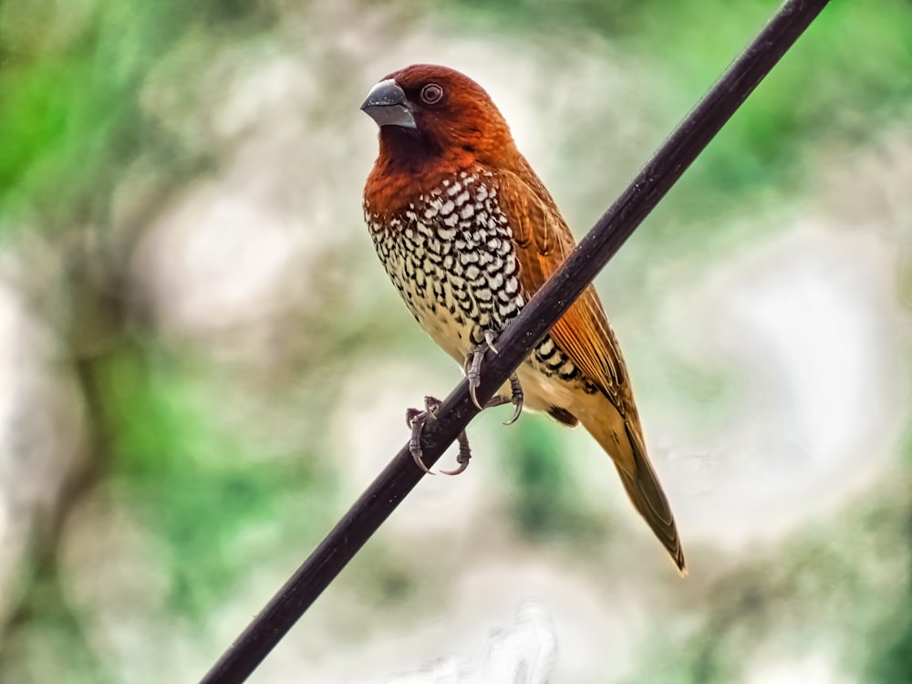 brown and white bird on black metal fence during daytime