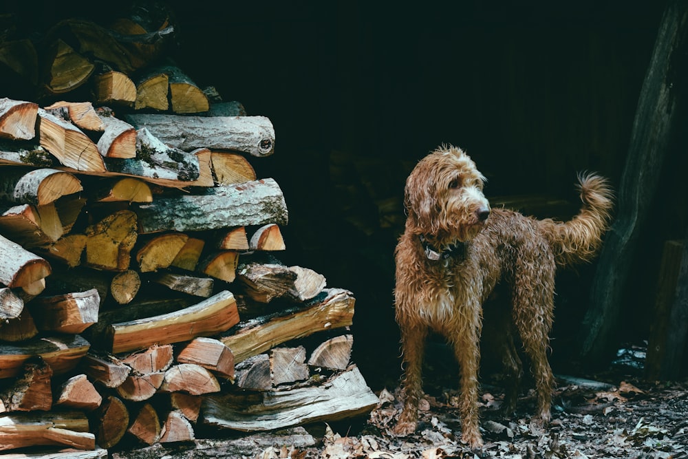 brown long coat small dog on brown tree log