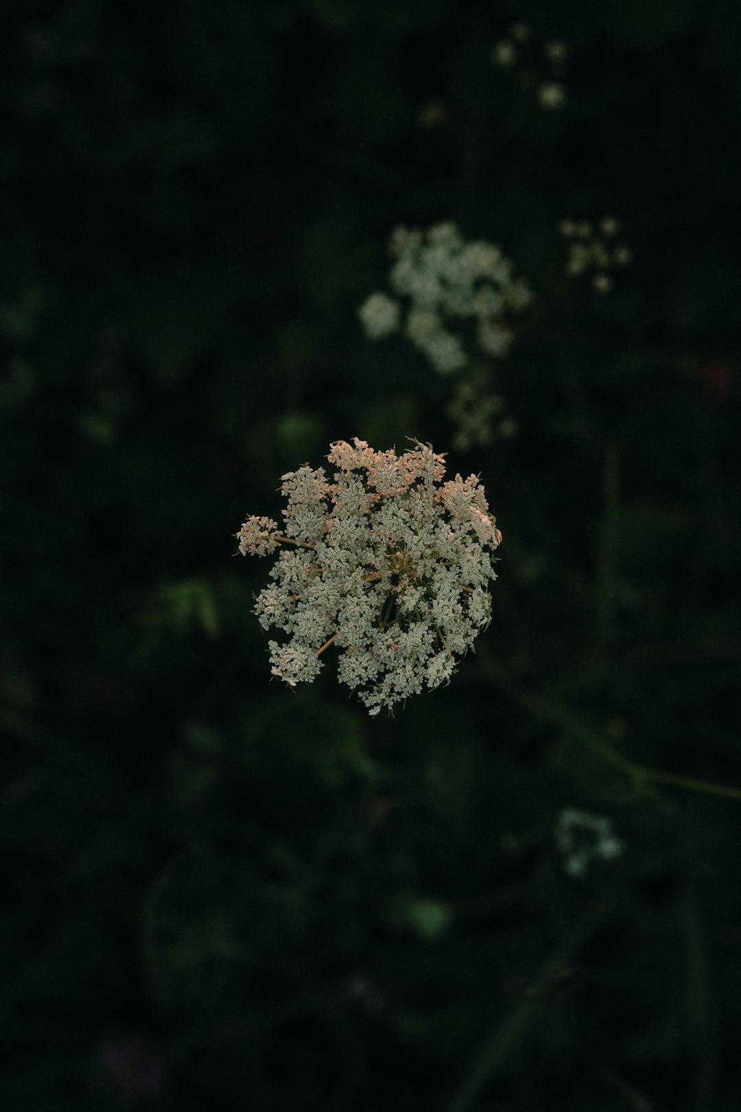 white flower in tilt shift lens