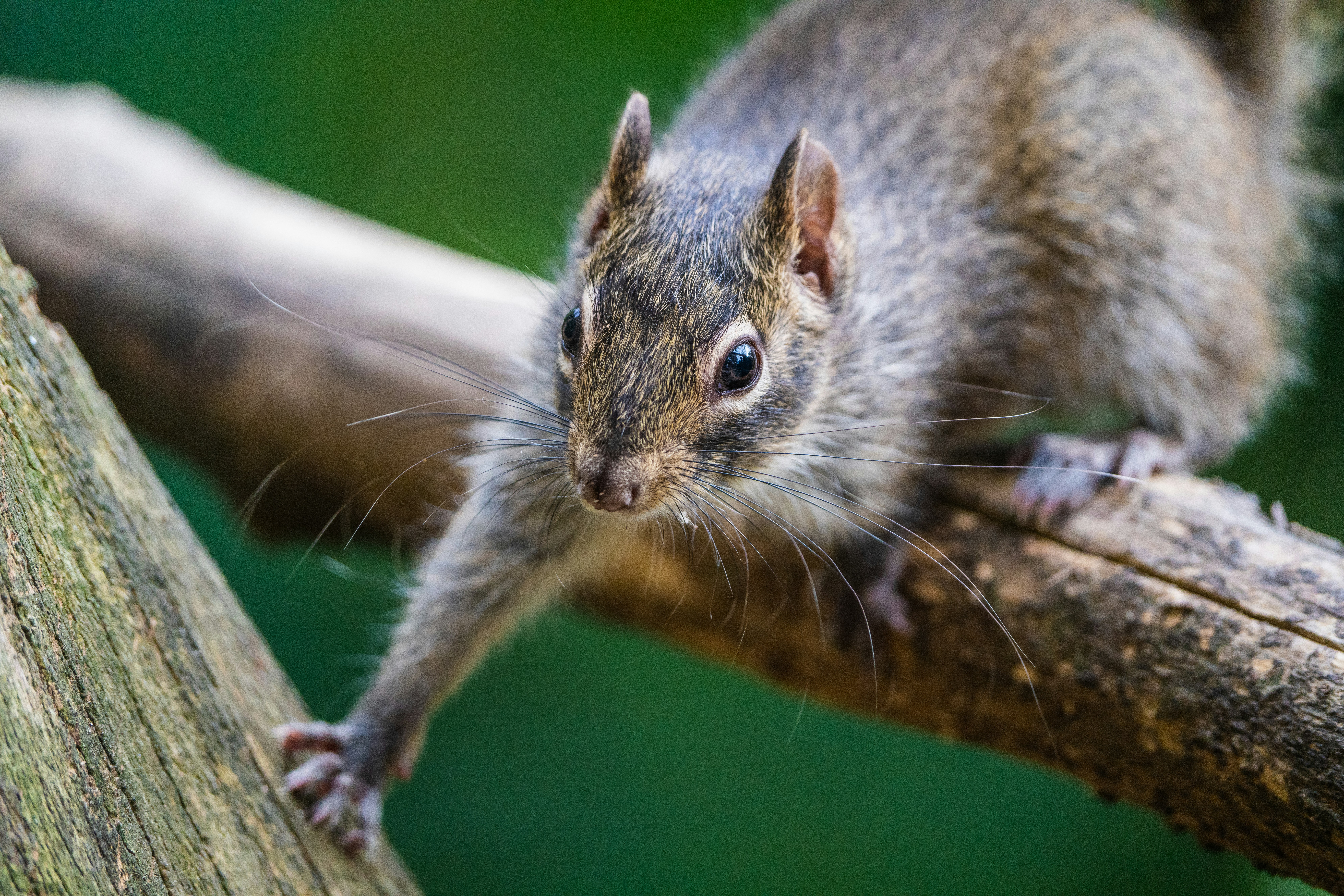 Photo by dmaxsilencer