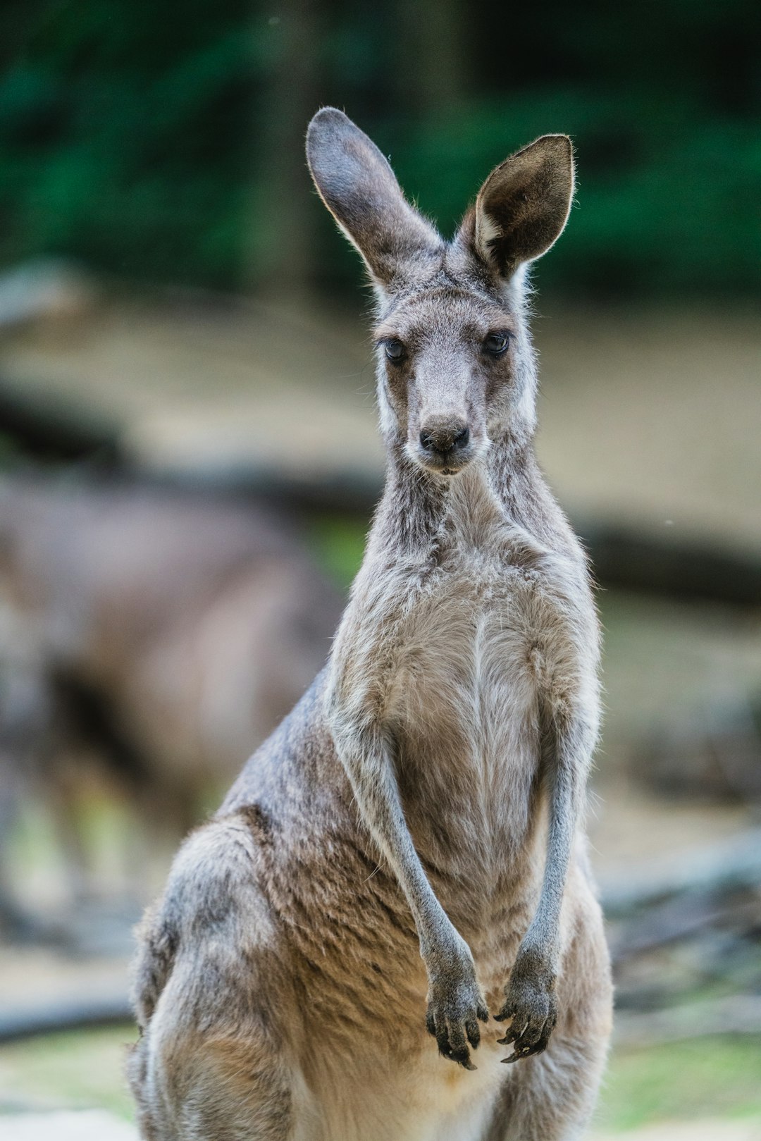  brown kangaroo in close up photography kangaroo