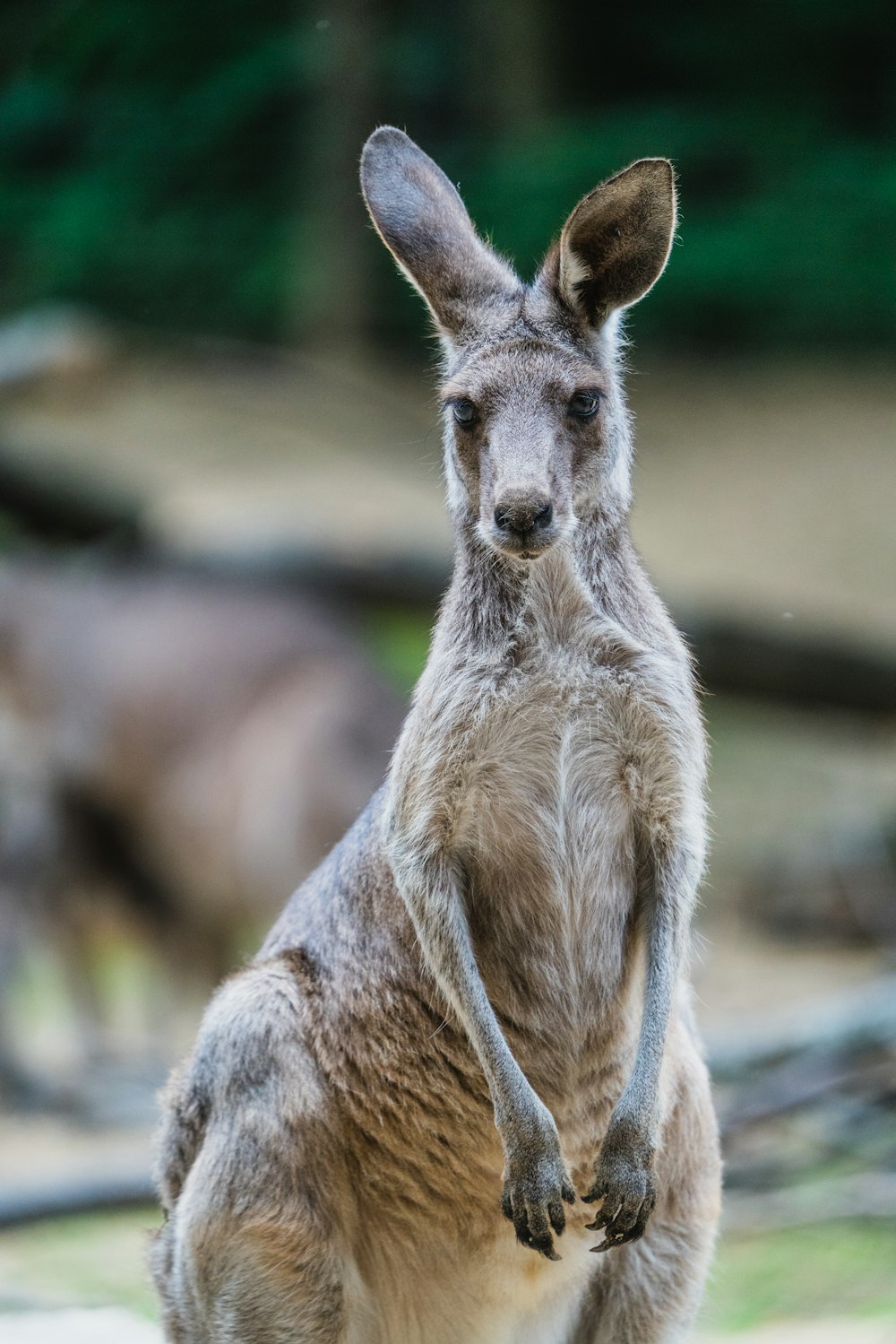 brown kangaroo in close up photography