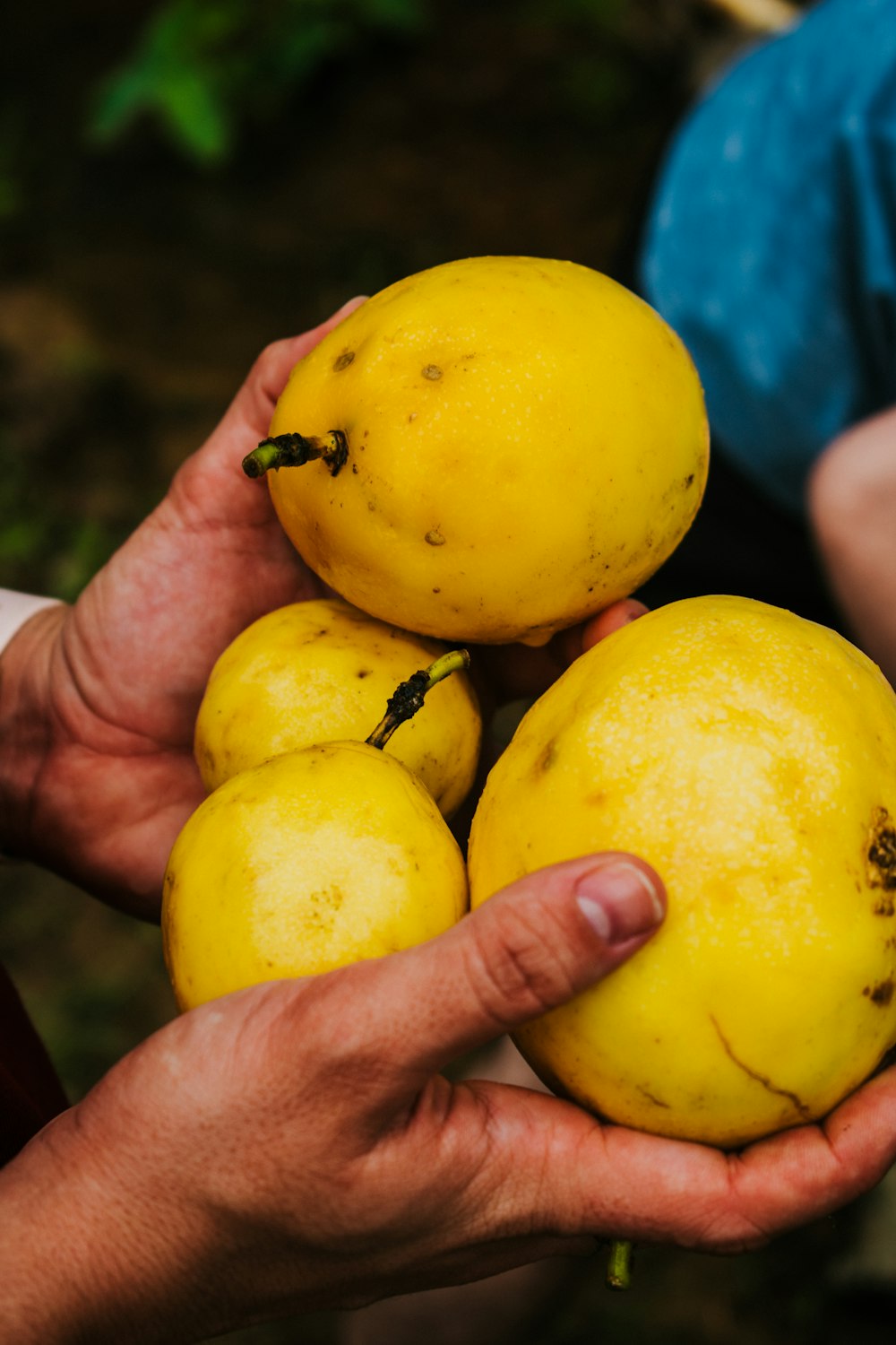 person holding yellow citrus fruits