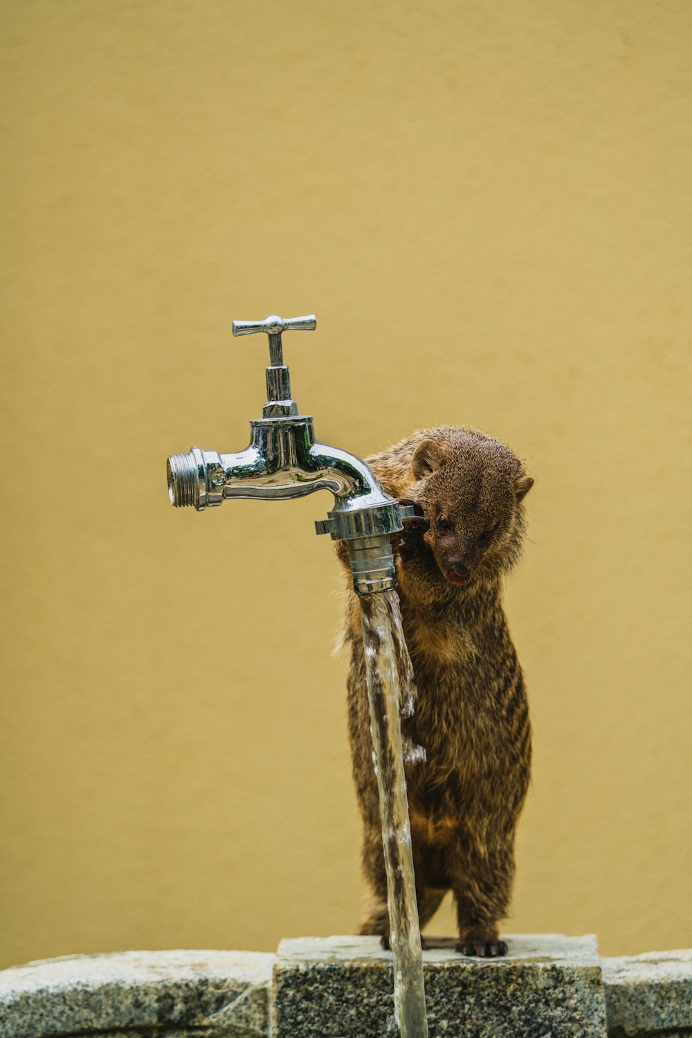chat tigré brun buvant de l’eau du robinet