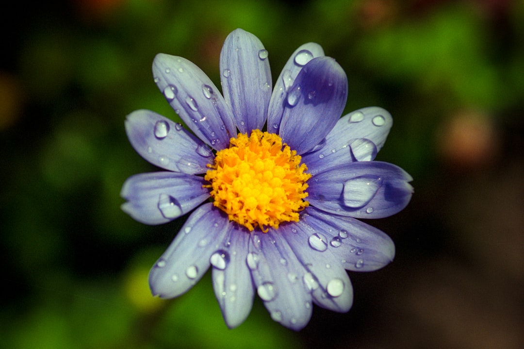 purple flower with water droplets