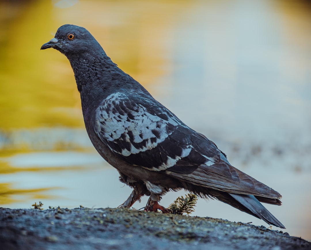 black and white bird on gray rock