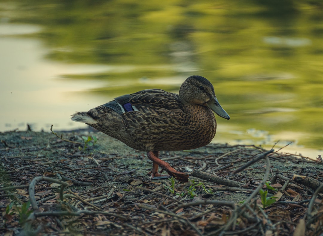 brown and black duck on brown dried leaves