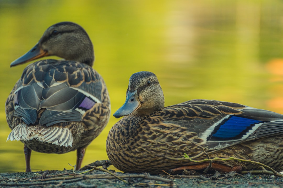 brown and blue duck on brown rock near body of water during daytime