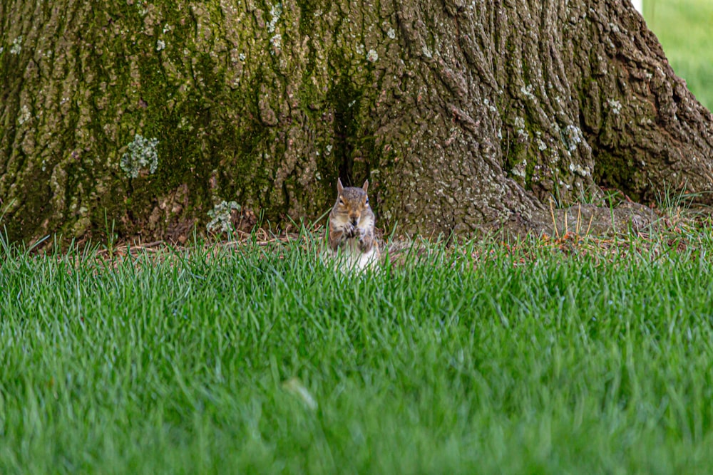 brown rabbit on green grass field near brown tree during daytime