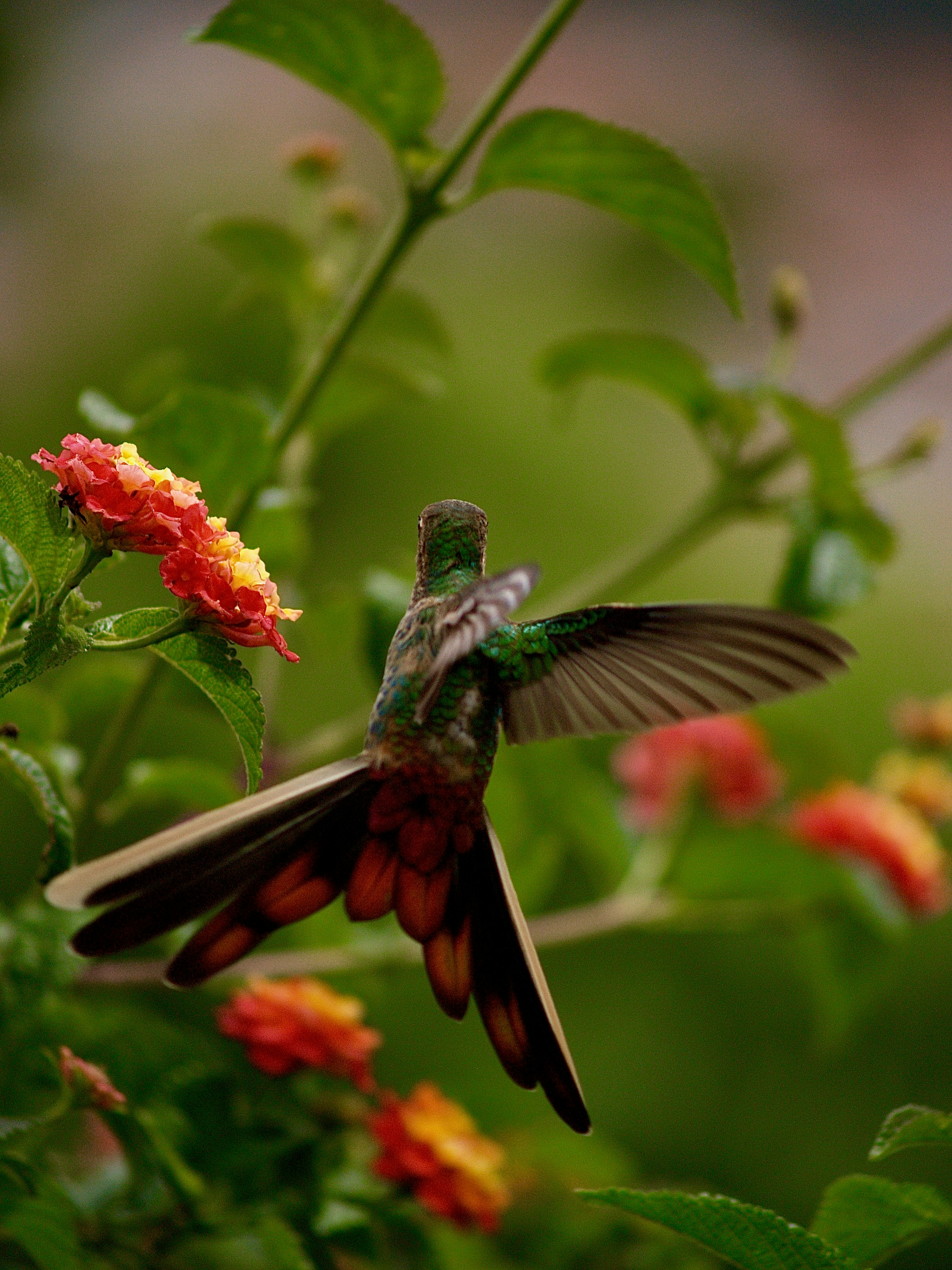 Photo by peterburdon