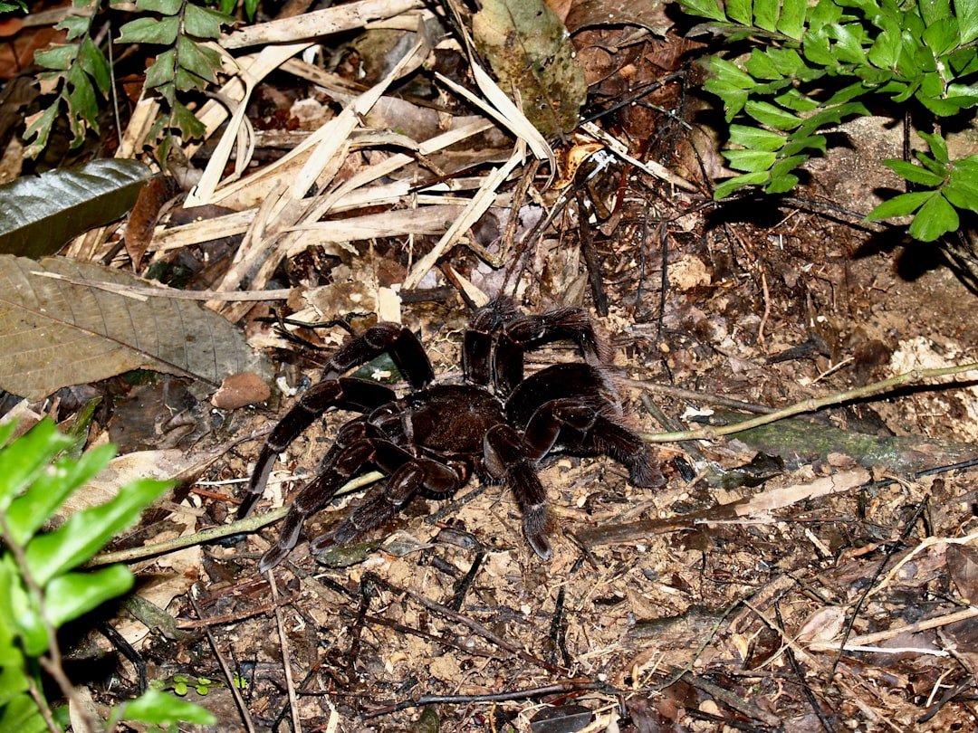 brown tarantula on brown dried leaves