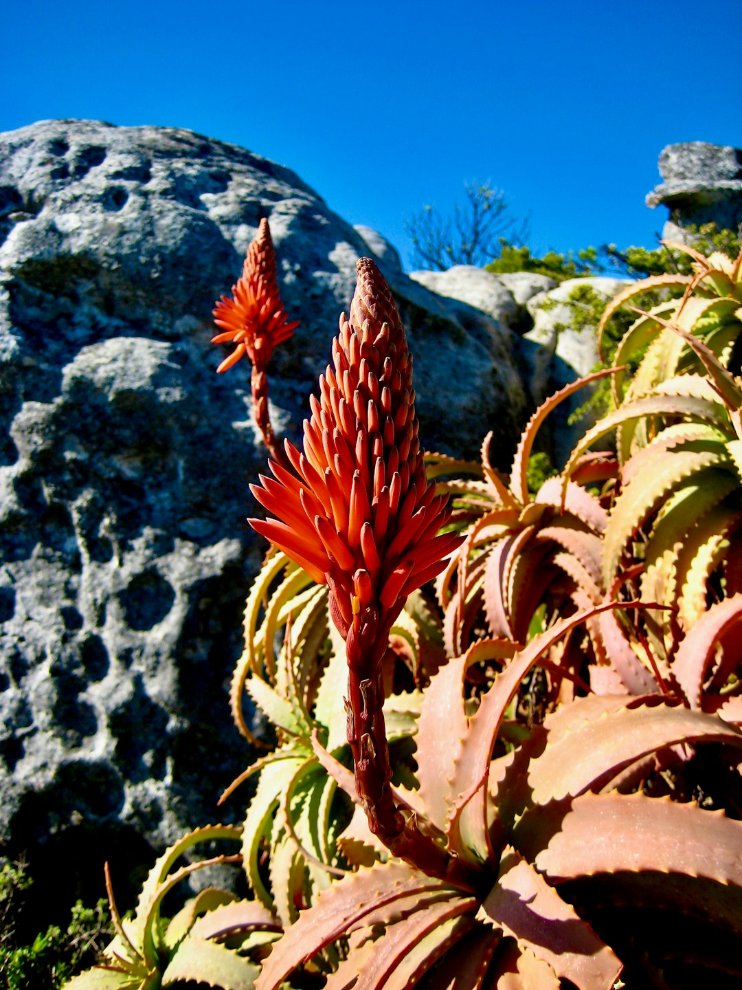 red and green plant on rock