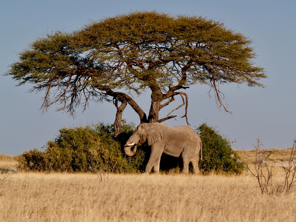 an elephant standing under a tree in a field