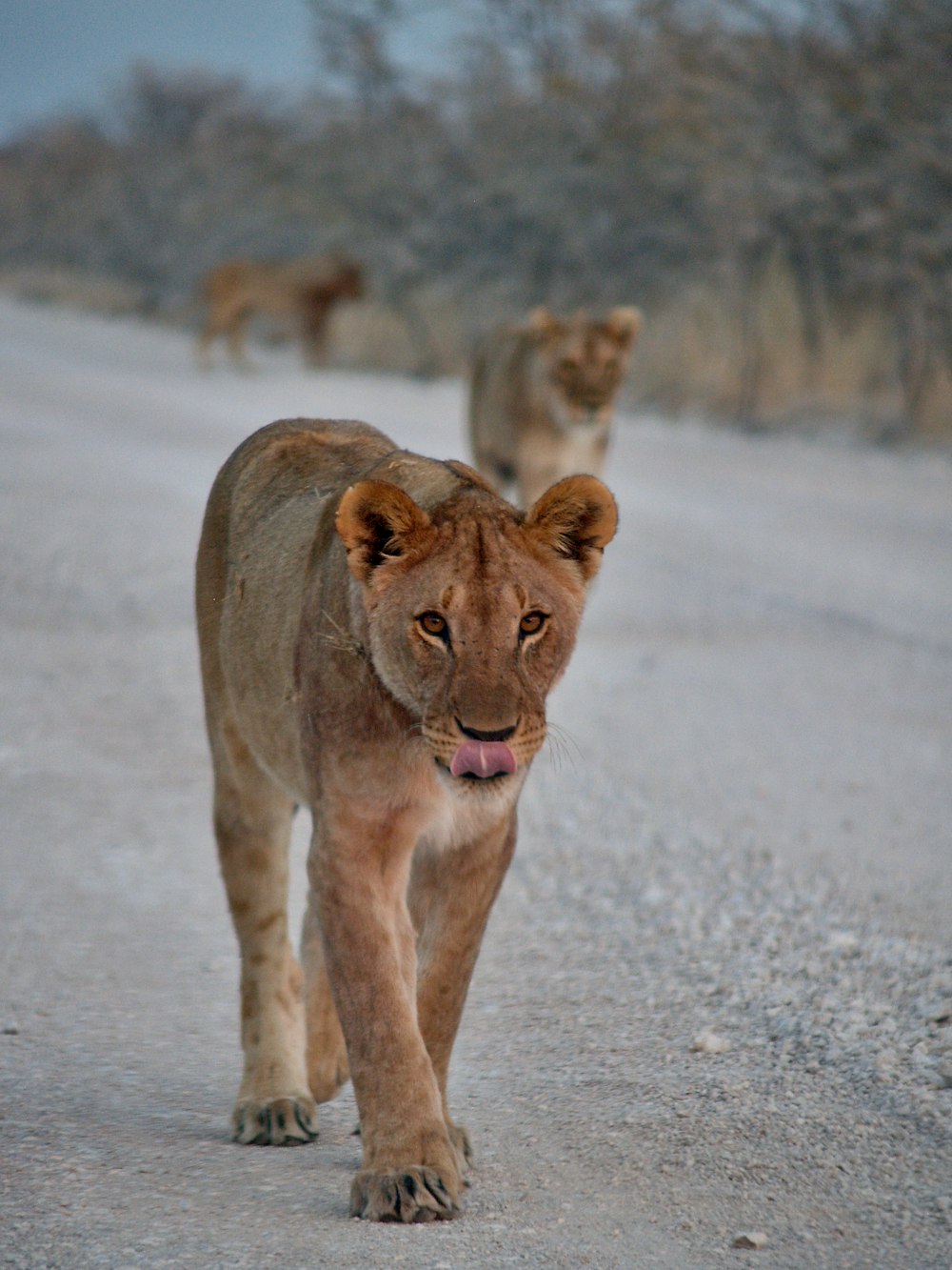 brown lioness walking on gray sand during daytime