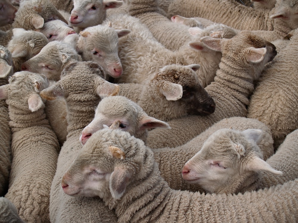 white sheep on brown field during daytime