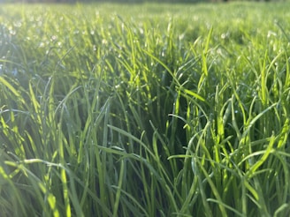 Close-up of soft fescue grass blades with a gentle morning glow.