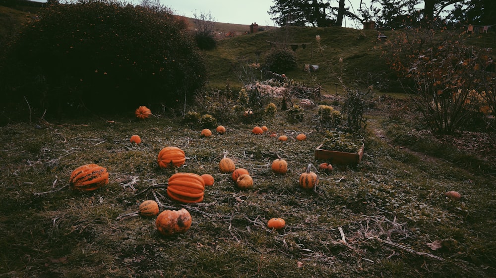 orange pumpkins on green grass field during daytime