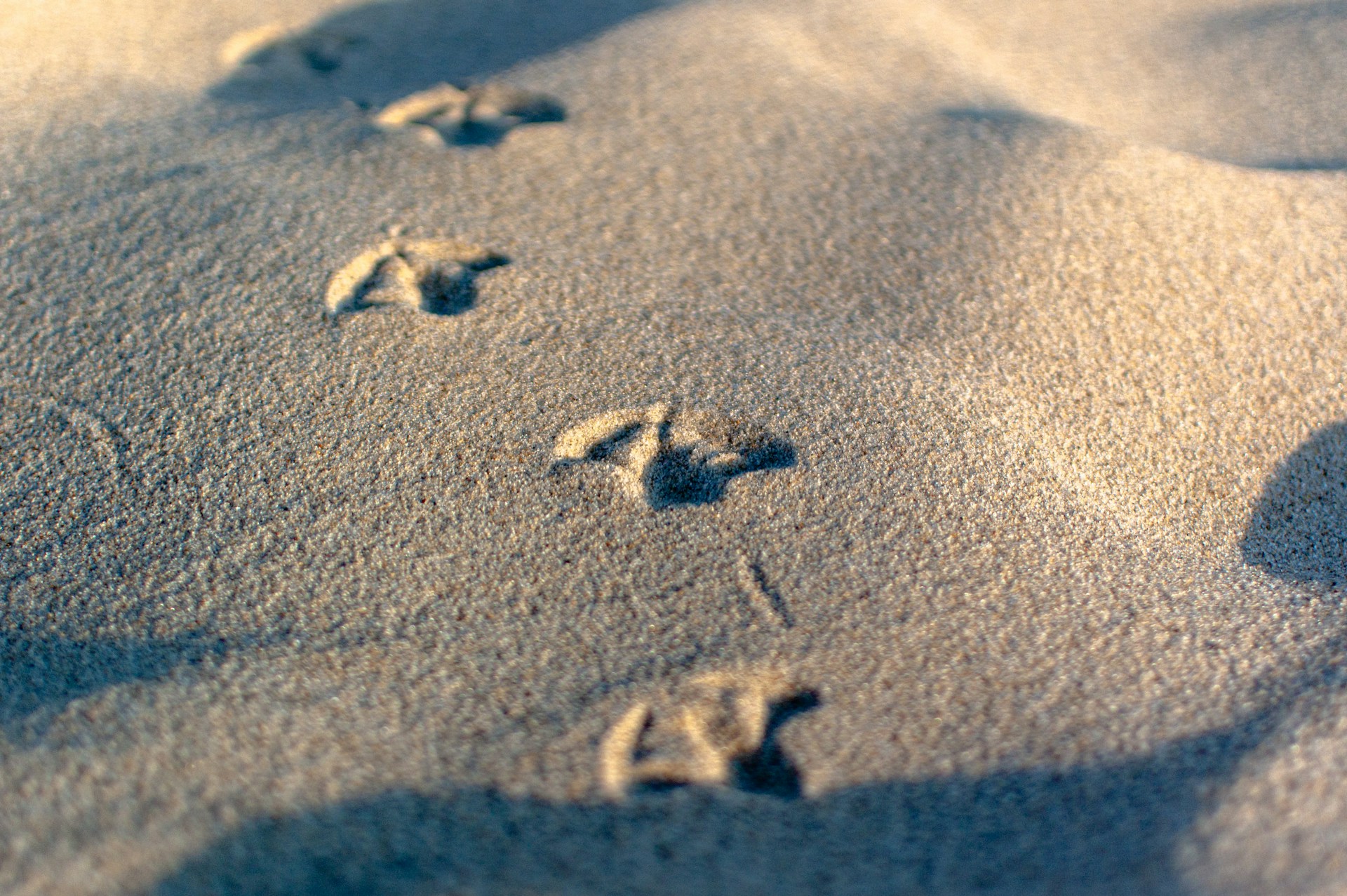 gray computer monitor