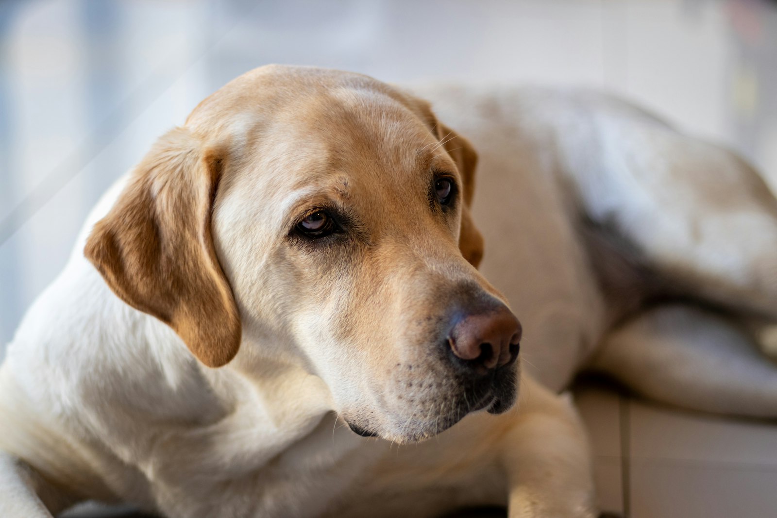 DIY Enrichment for a Labrador Retriever (One Hour, Indoor)