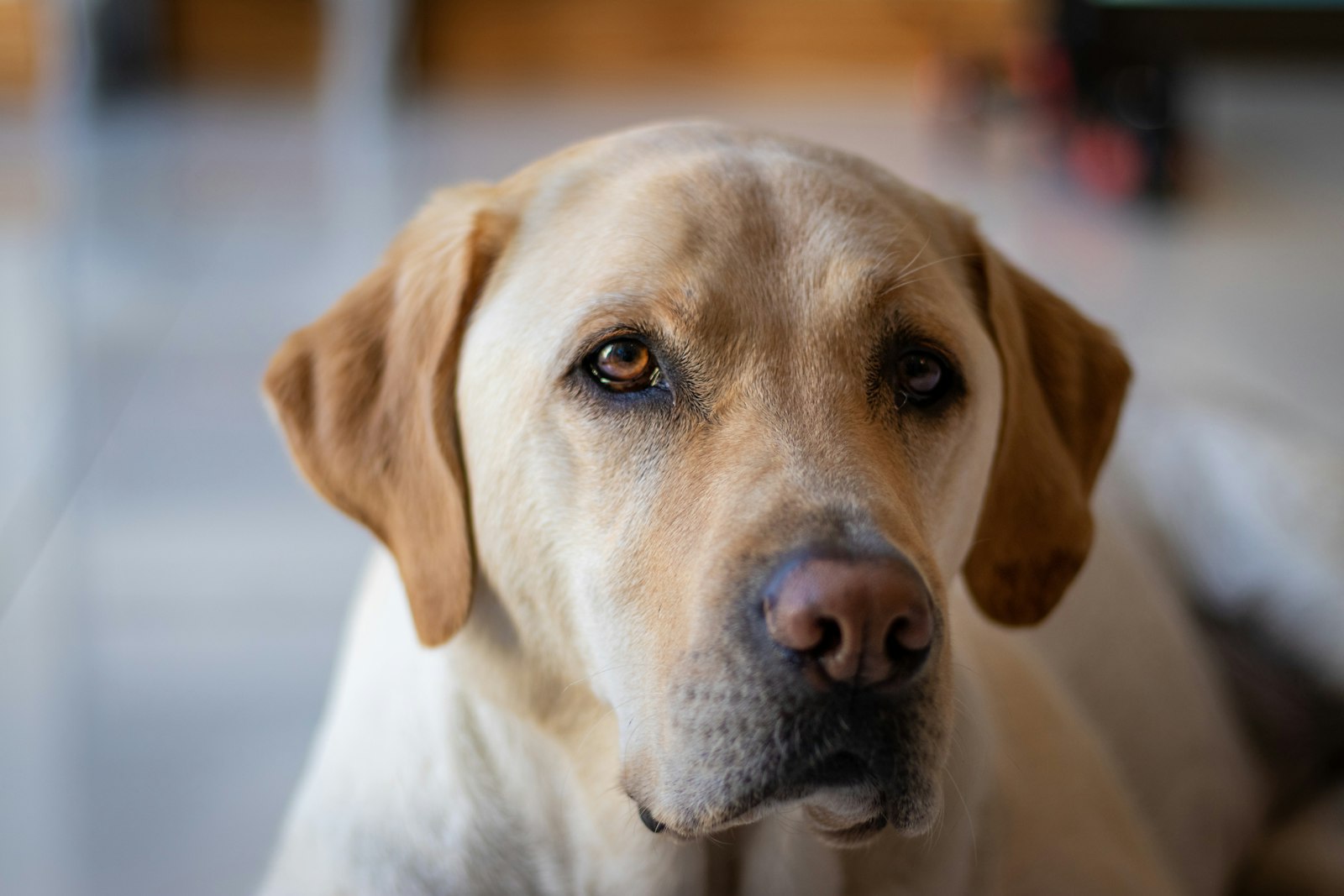 The Labrador Retriever: A Complete Field Guide