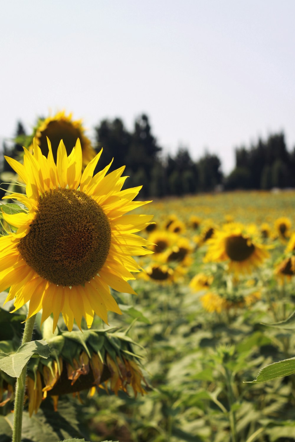 sunflower field during day time