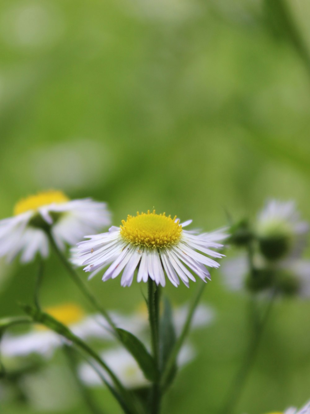 white and yellow daisy in bloom during daytime