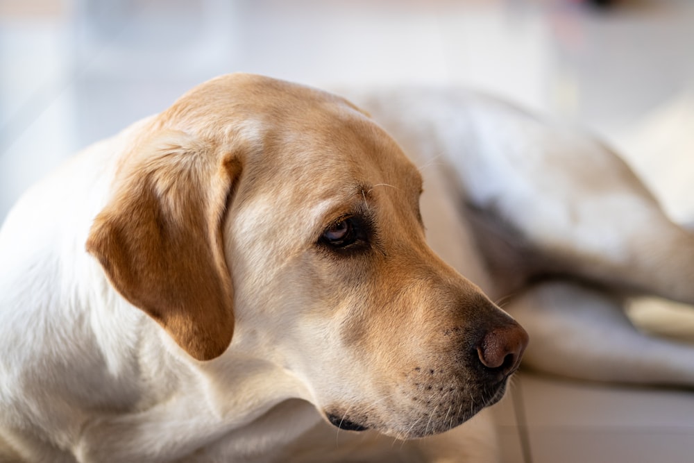 yellow labrador retriever lying on white textile