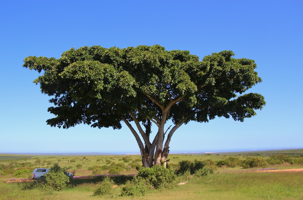 Árbol verde en campo de hierba verde durante el día