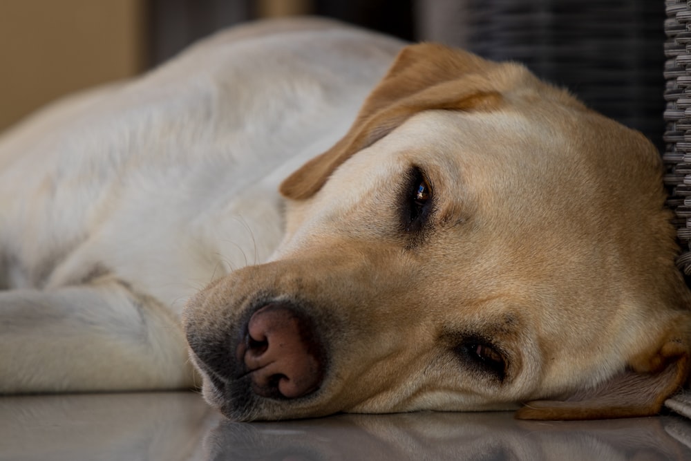 yellow labrador retriever lying on white textile