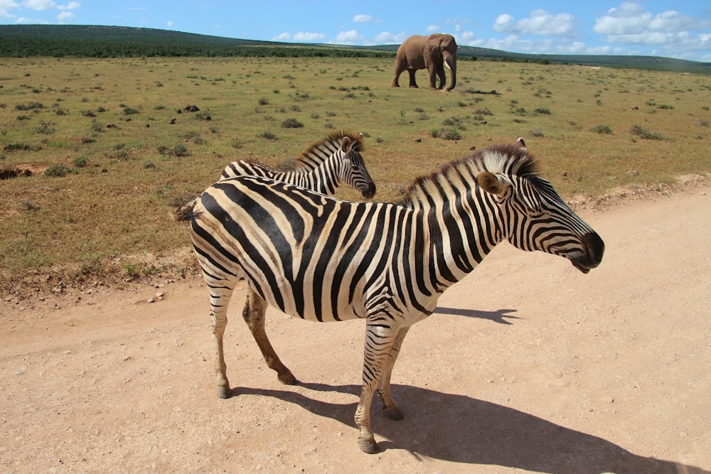 Zebras laufen tagsüber auf braunem Sand