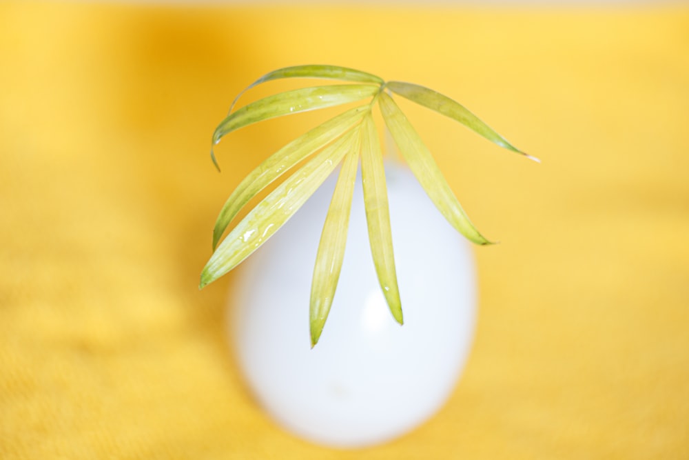 green and yellow leaf on white egg