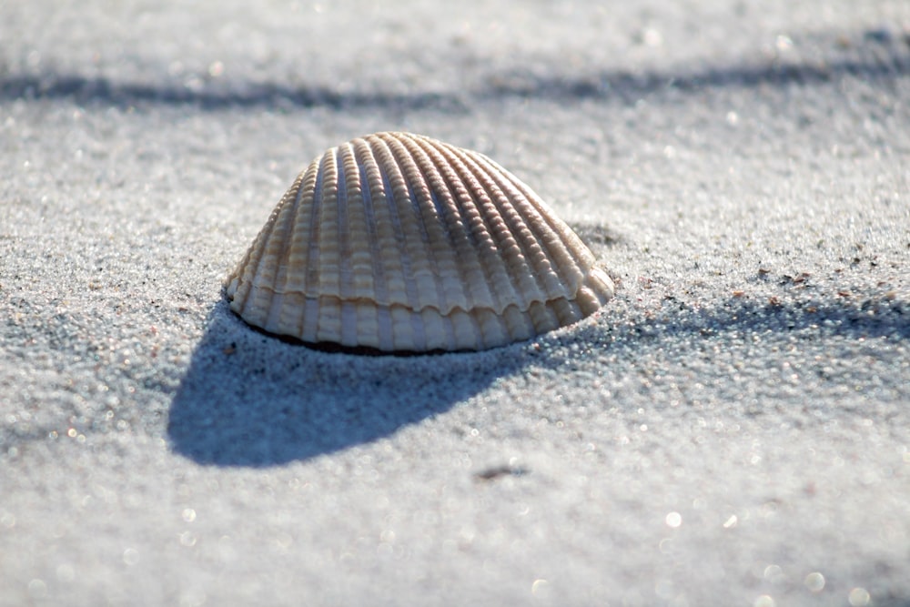 gray and white seashell on gray sand