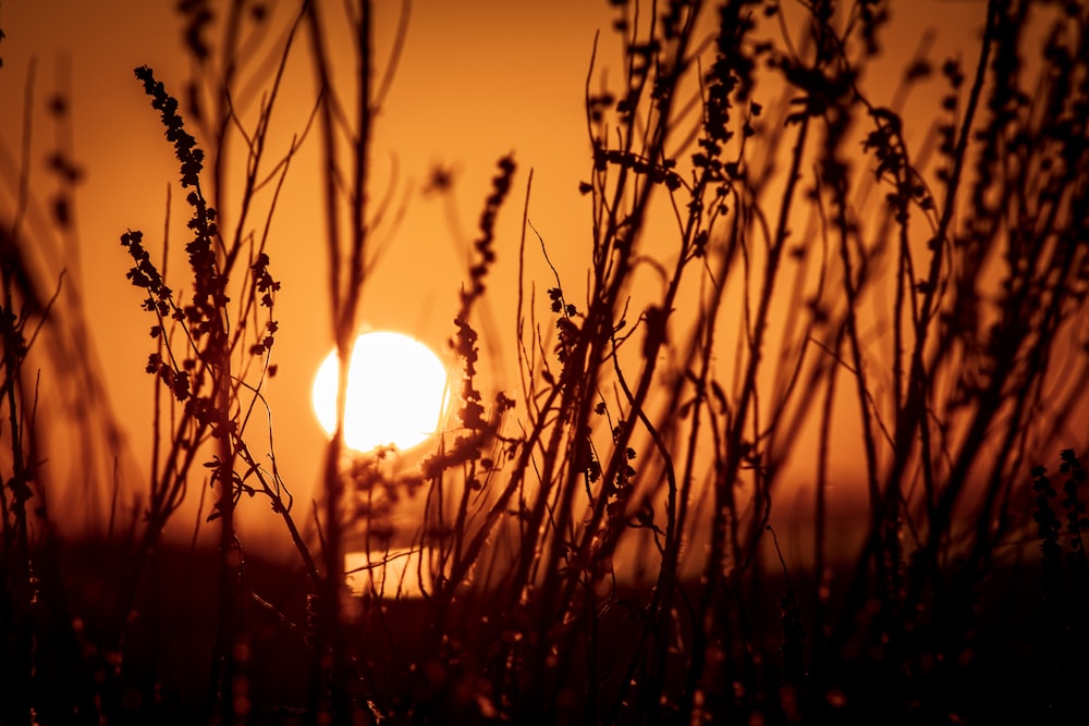 silhouette of plants during sunset