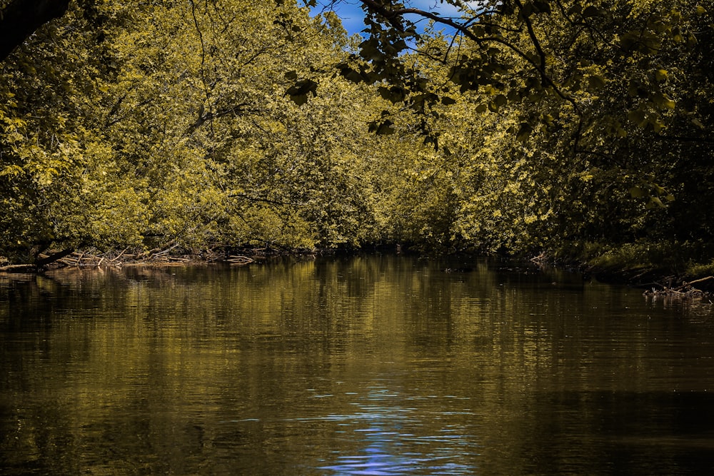 green trees beside body of water during daytime