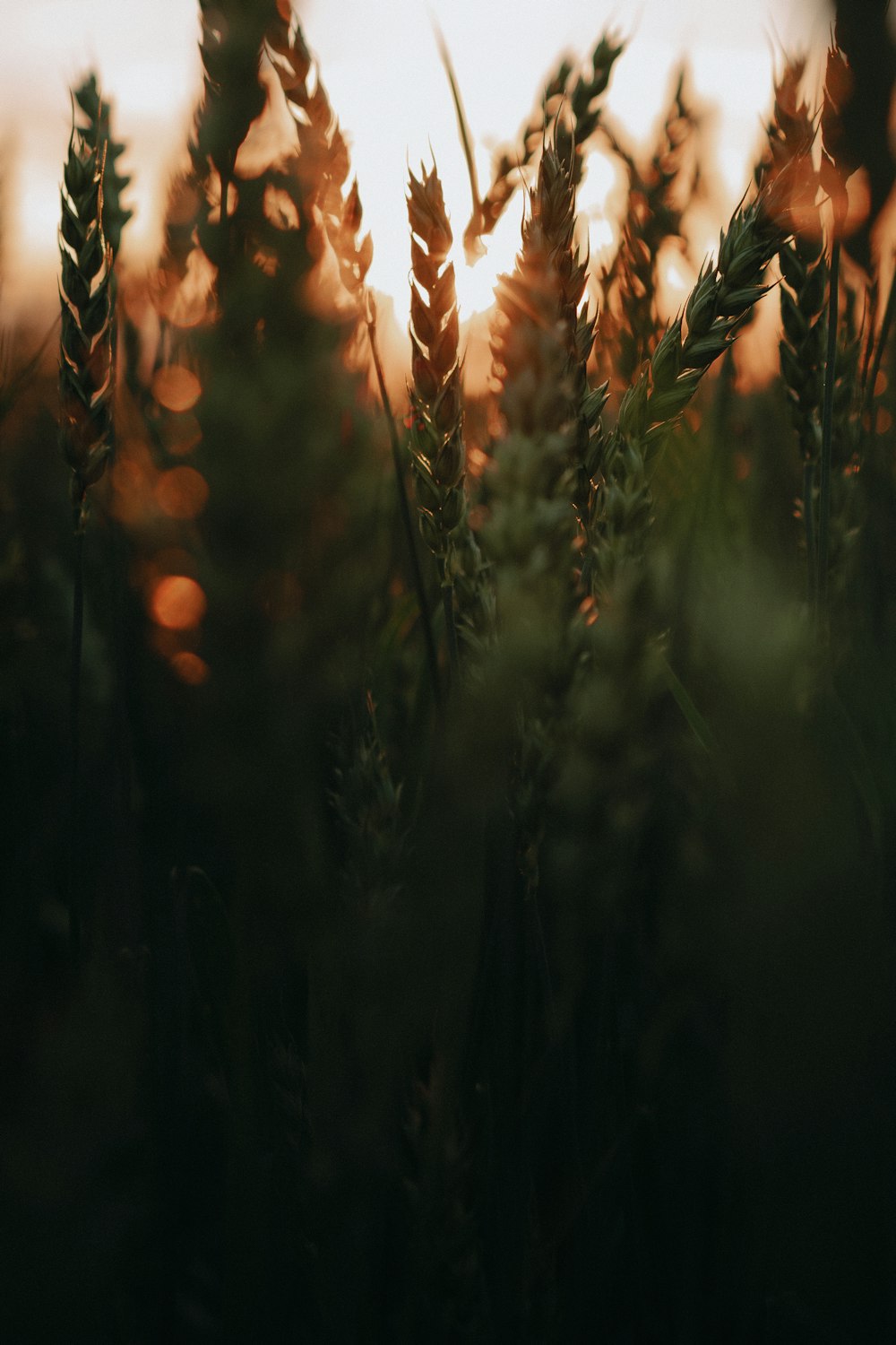 brown plant in close up photography