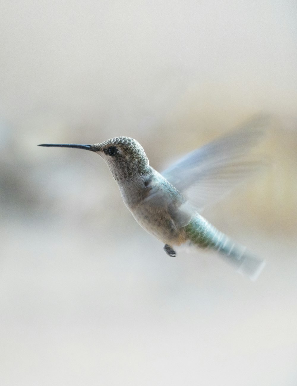 brown and black humming bird flying