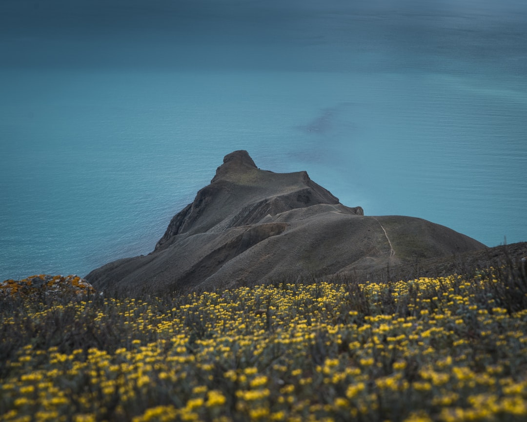 yellow flower field near body of water during daytime