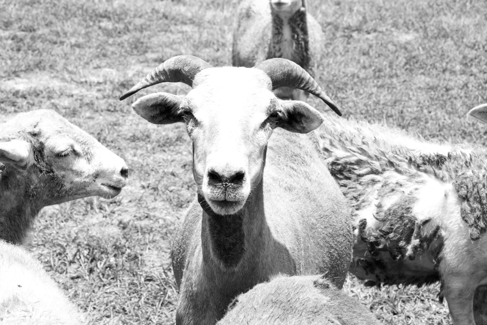 Foto en escala de grises de ovejas en un campo de hierba