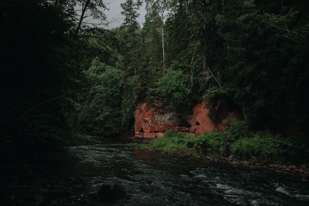 Forest photo spot Amata Sigulda