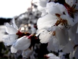 Close-up of white blossoms with delicate petals and stamen, possibly cherry or almond flowers, against a blurred background.